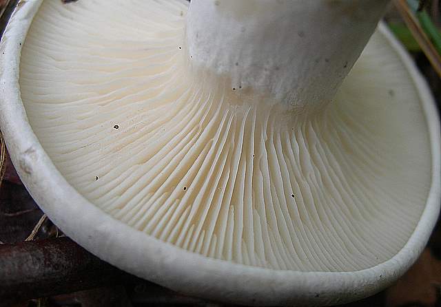 I  Funghi della collina pianeggiante